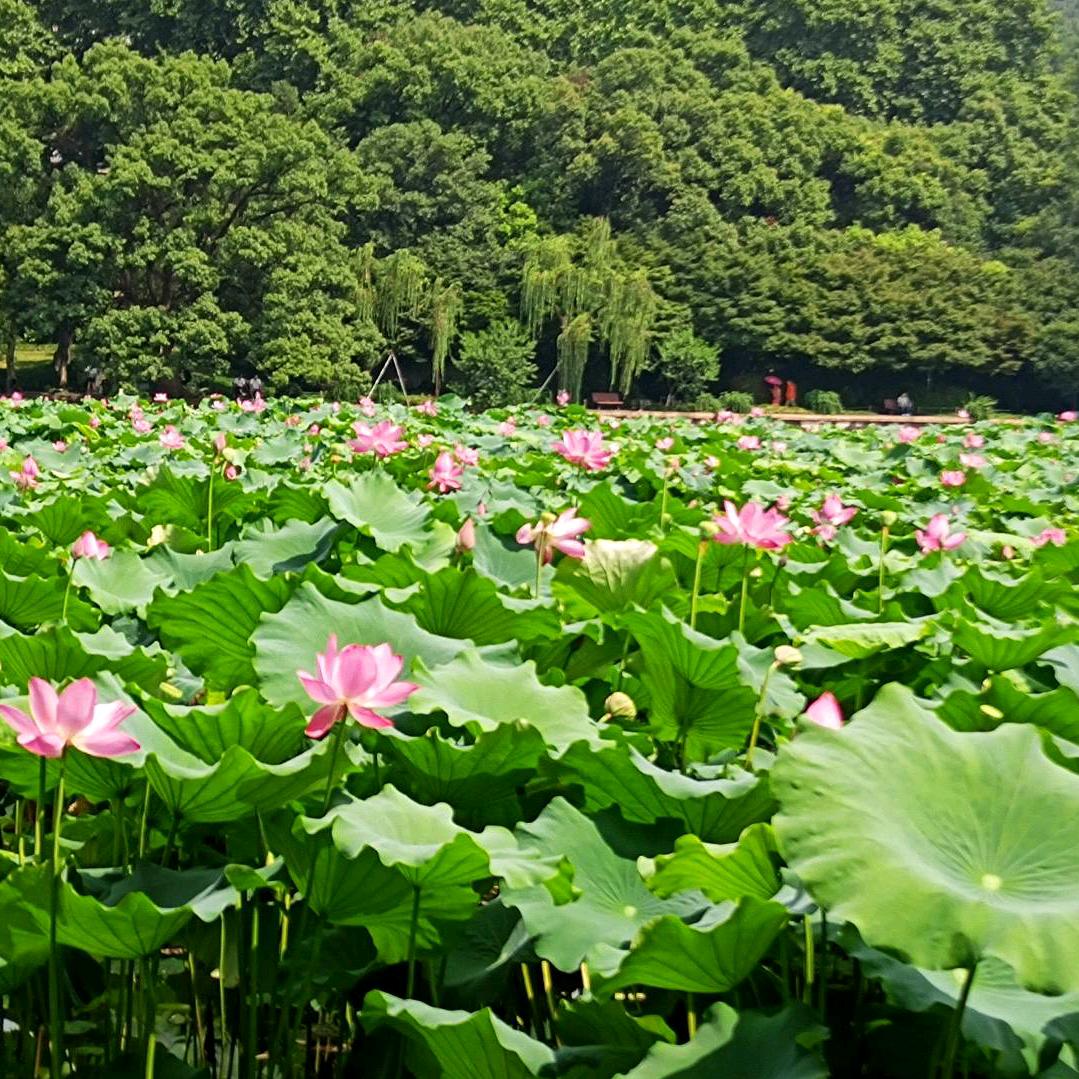 向荣