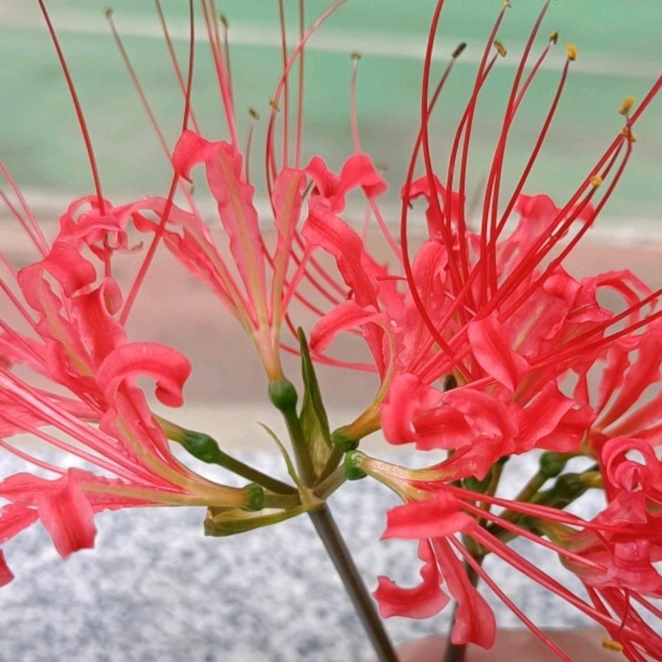 叶☘菲