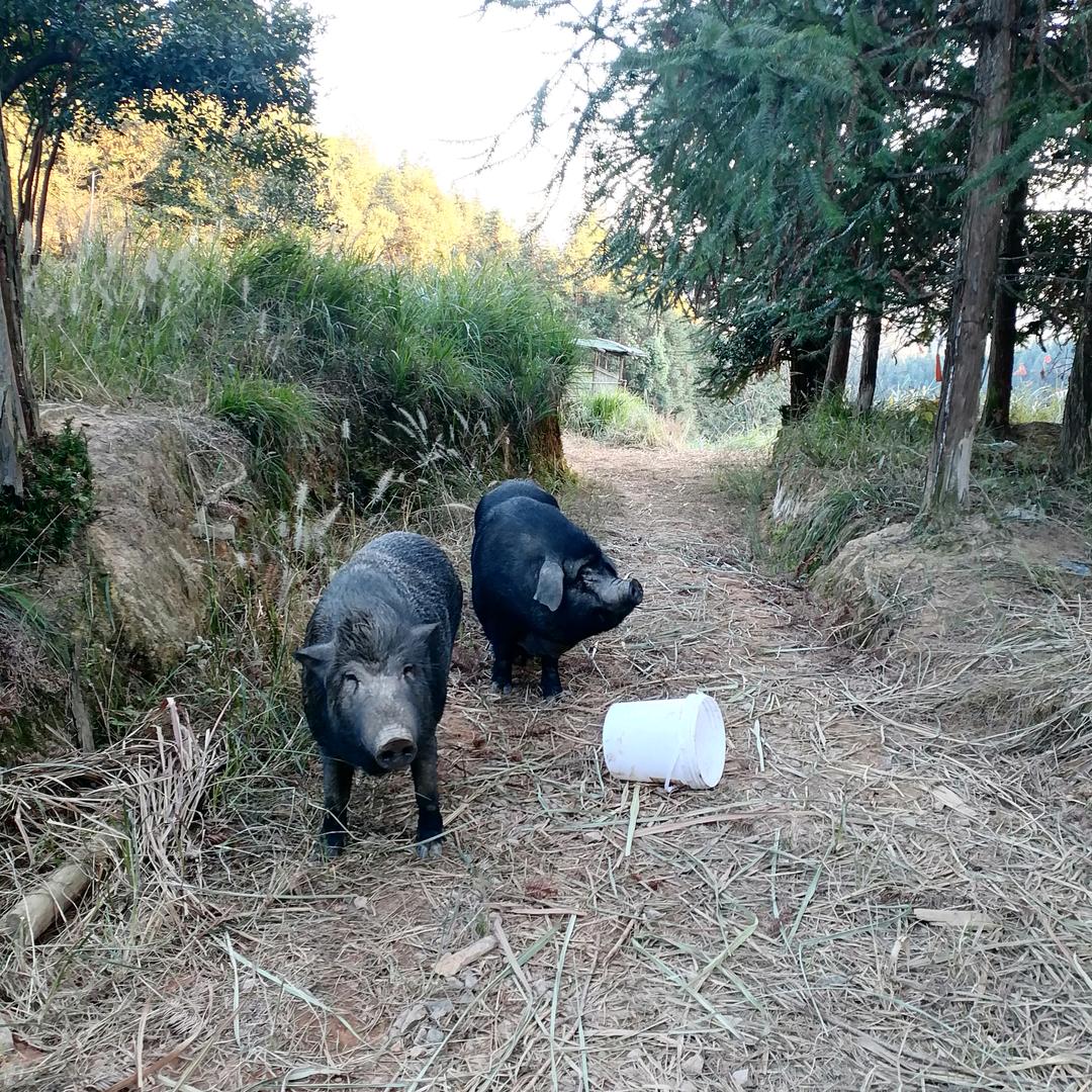 阿火生态猪