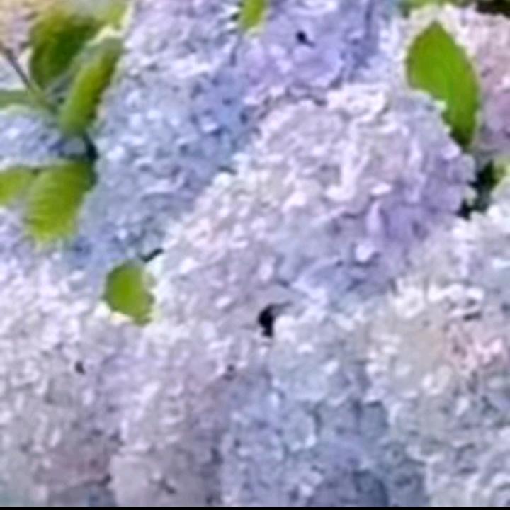 春天的雨声🌧️