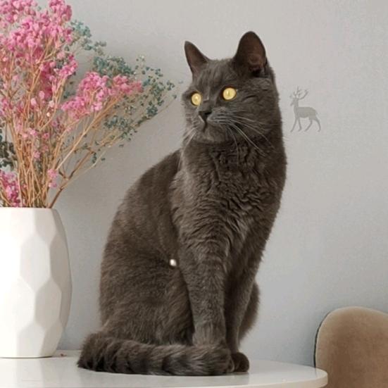 特立独行的猫