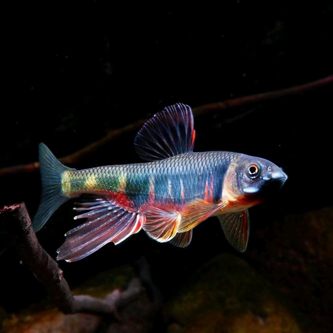 🌈🌈🌈郑中之州