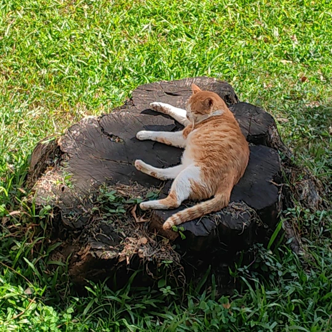 简笔画CC