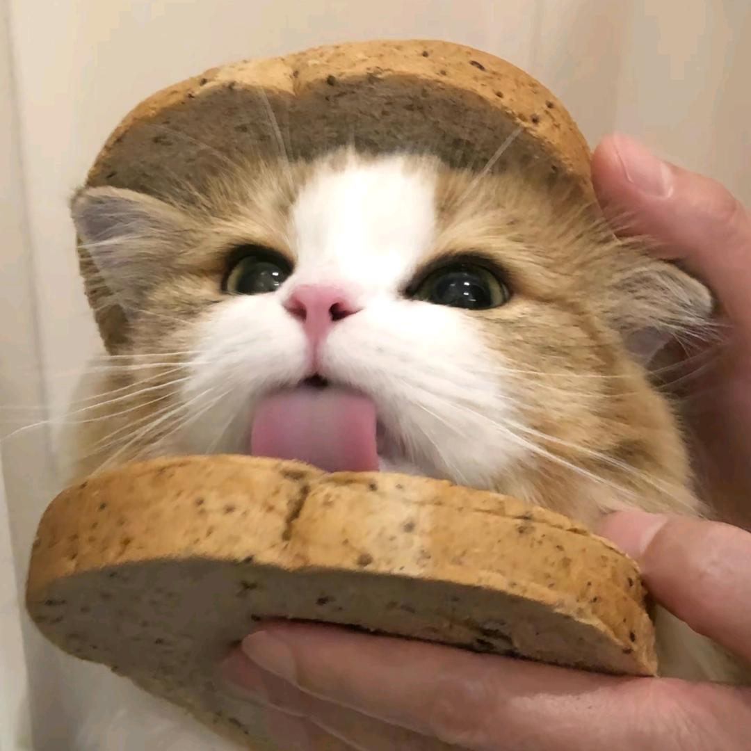 深海的小猪