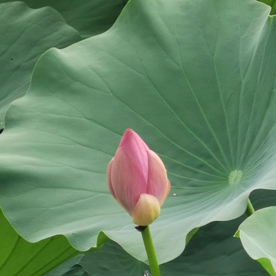 沉默