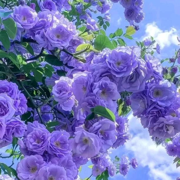 💦🌹