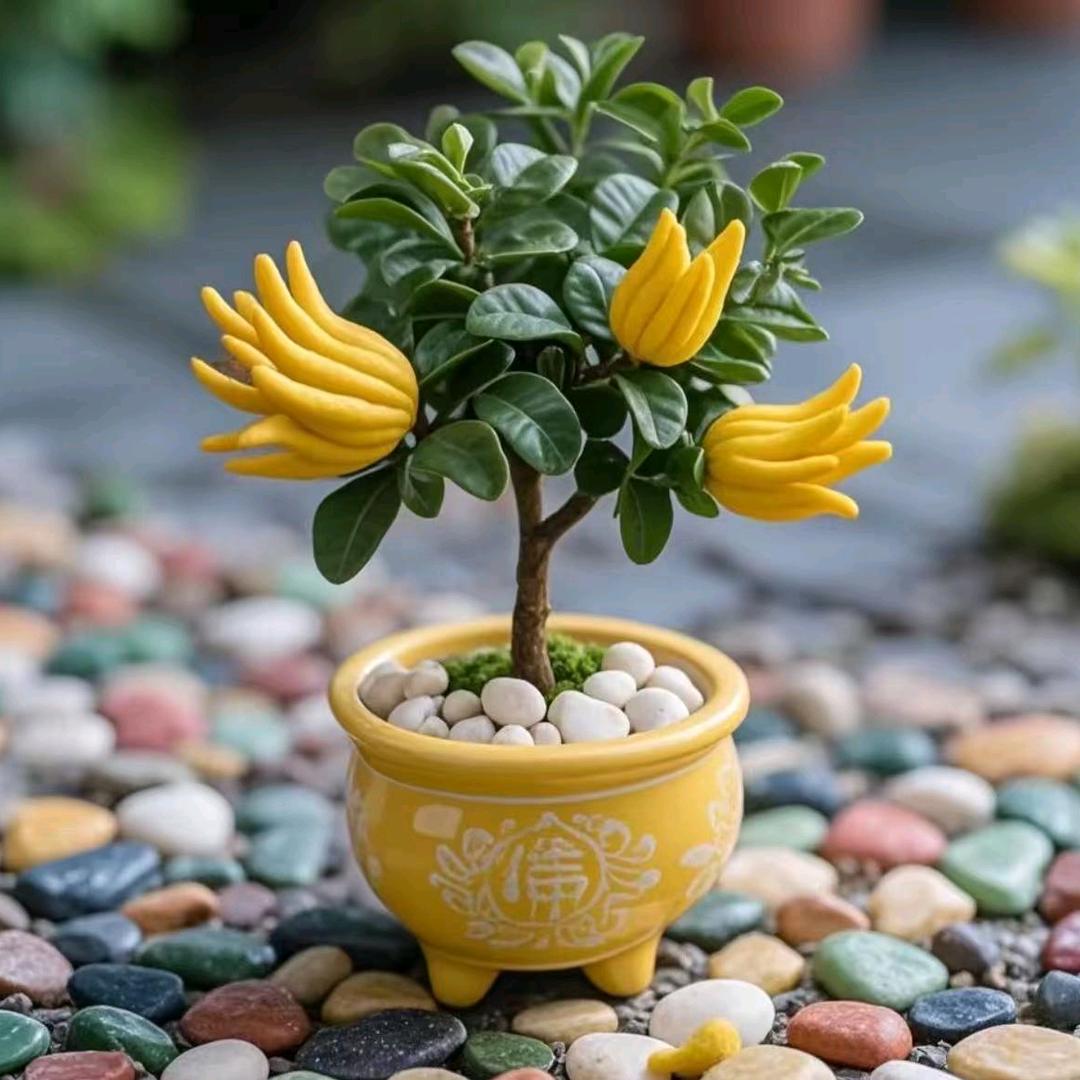 芊里玛果树基地