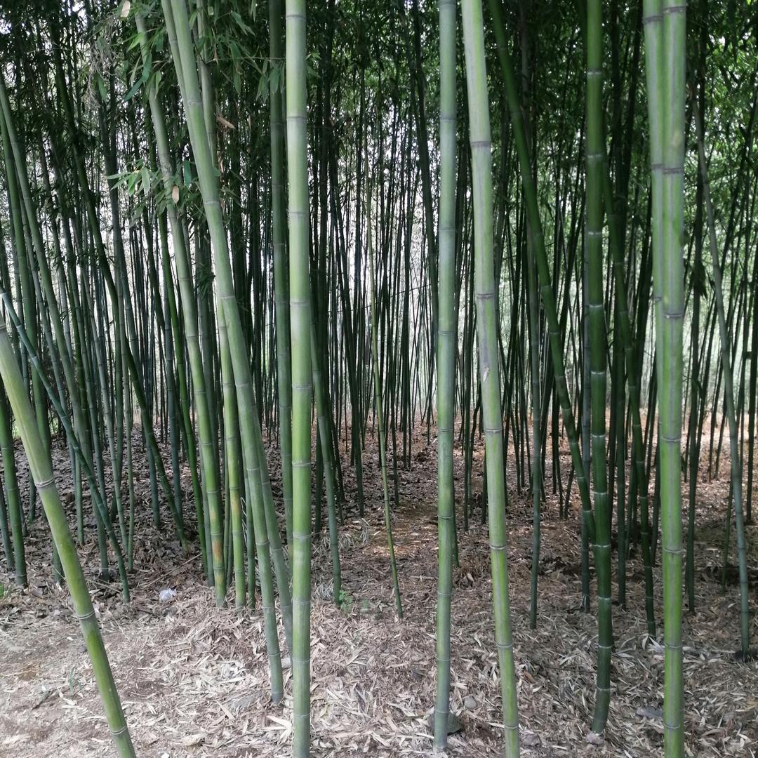 我看深秋别样红