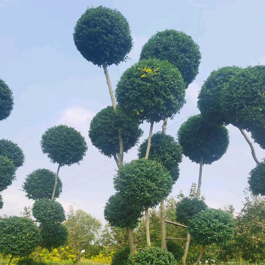 凯豪园艺
