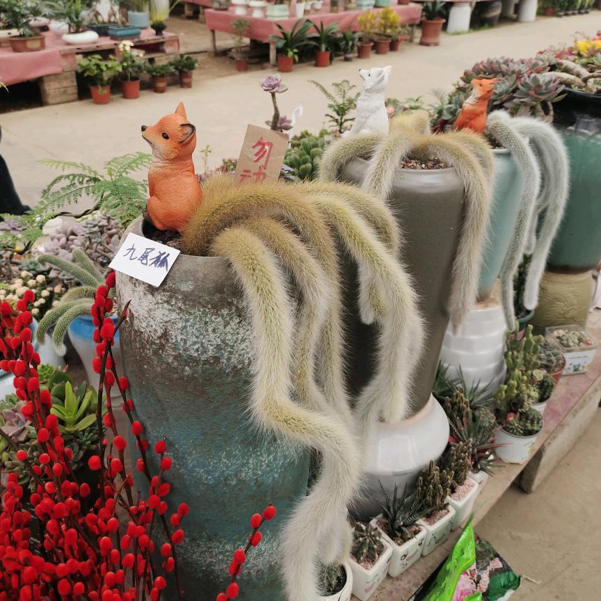 小妞《好物推荐》