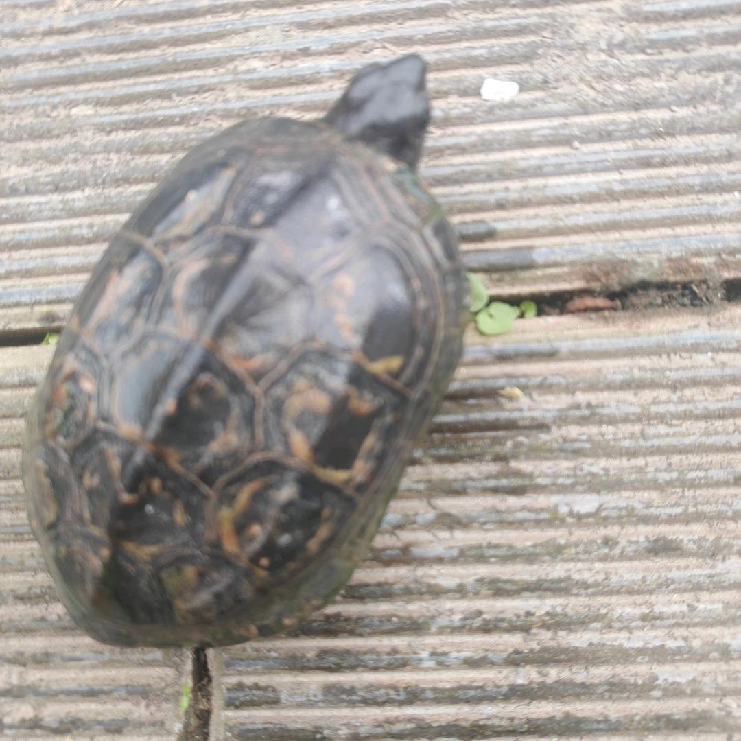 红尘，(❁´◡`❁)*✲ﾟ*