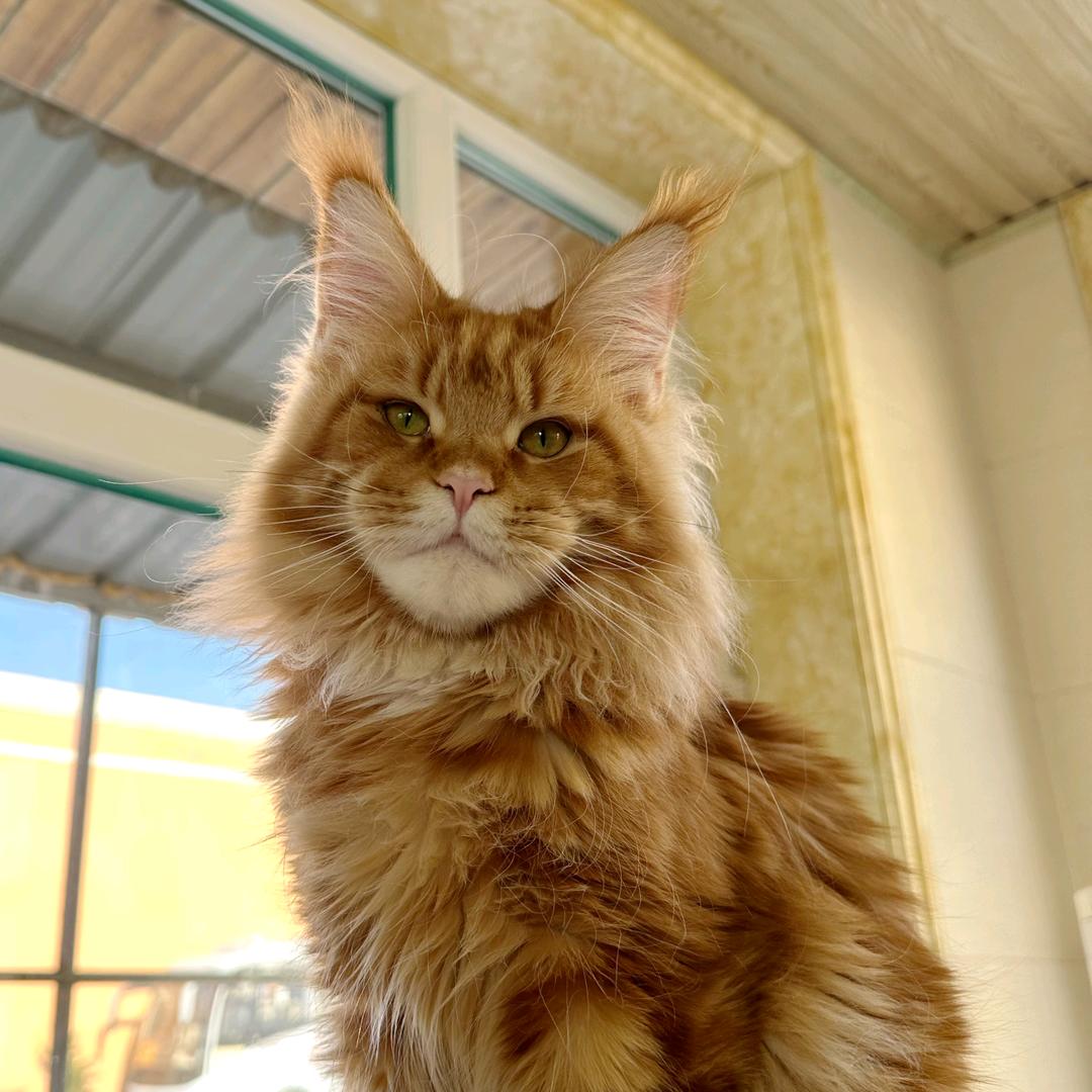王阿姨有缅因猫