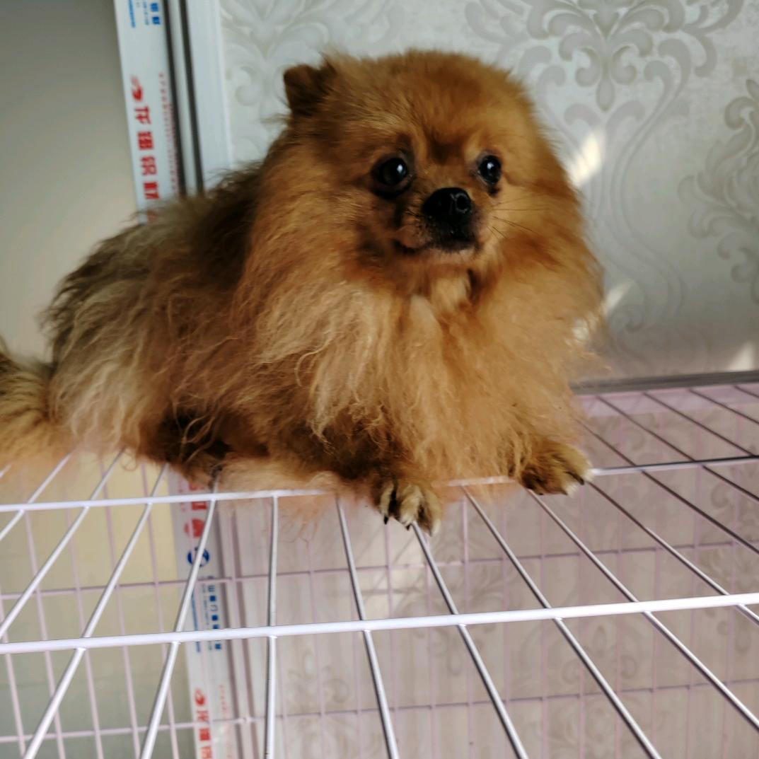 毛孩子的守护者