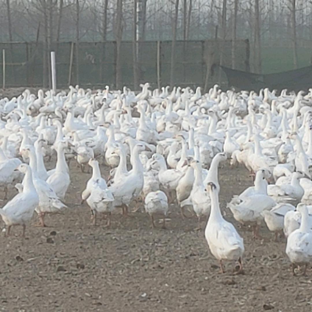 汶上满意养鹅场农副产品好货店