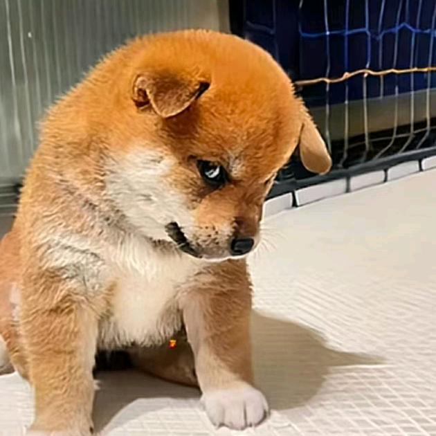 呆大姨