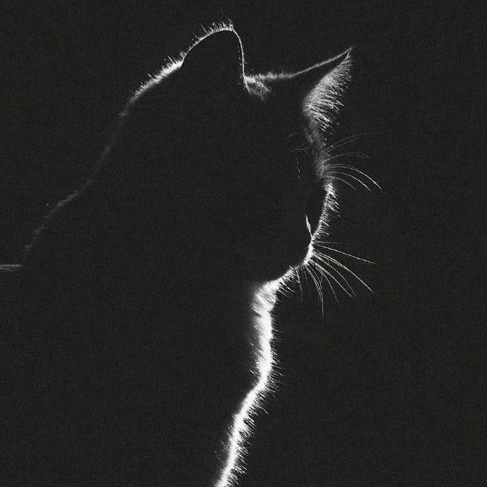 喵来喵去的🦄️