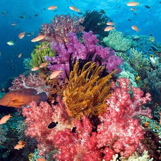 海之部落直播号①