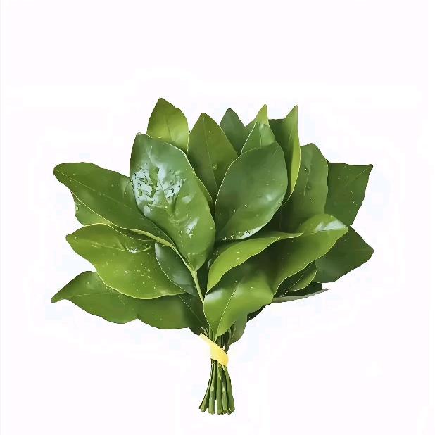 铁憨憨