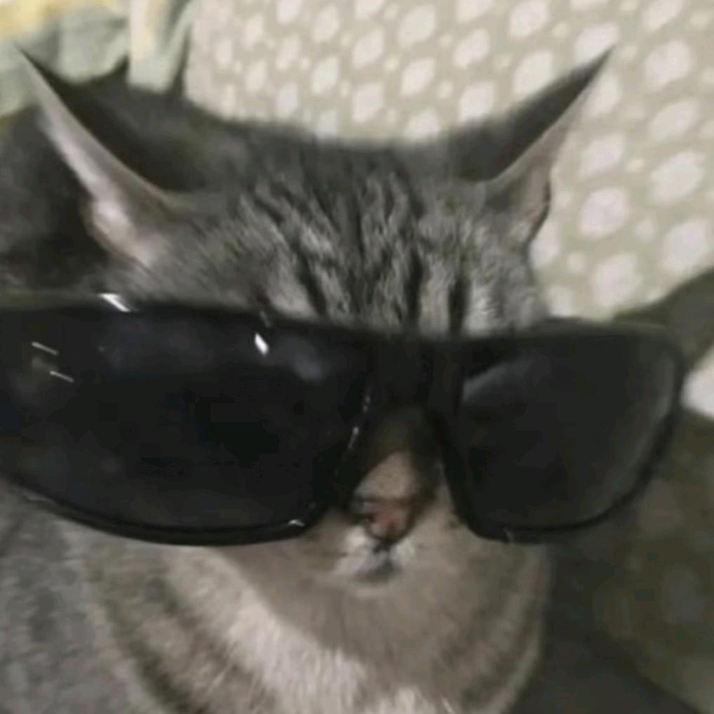 猫猫老师