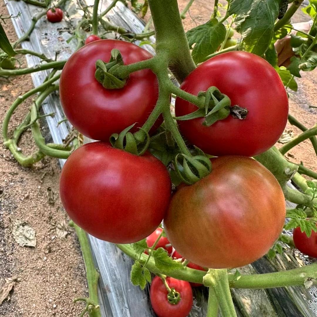小郑采摘园🍅（任丘）