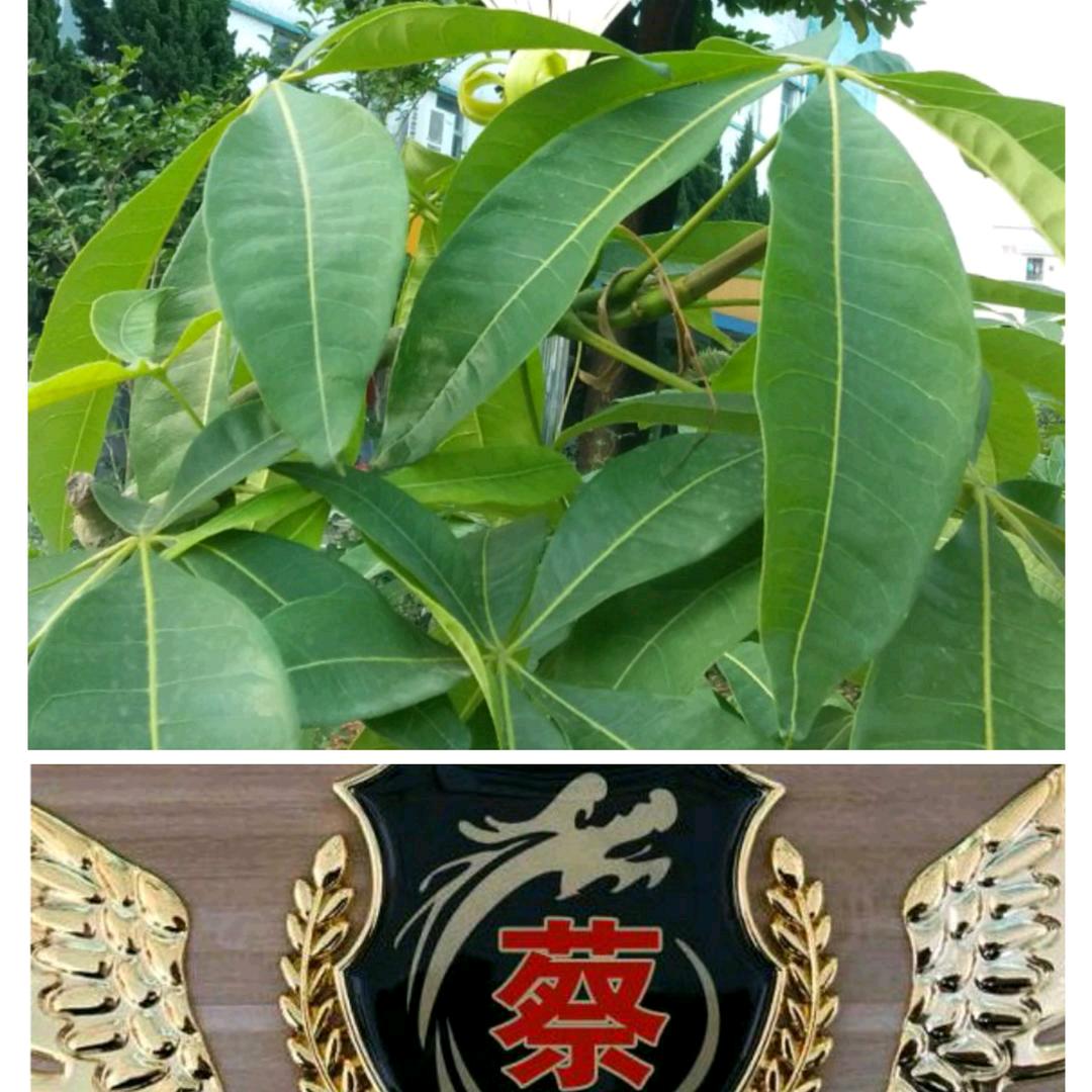 兵哥