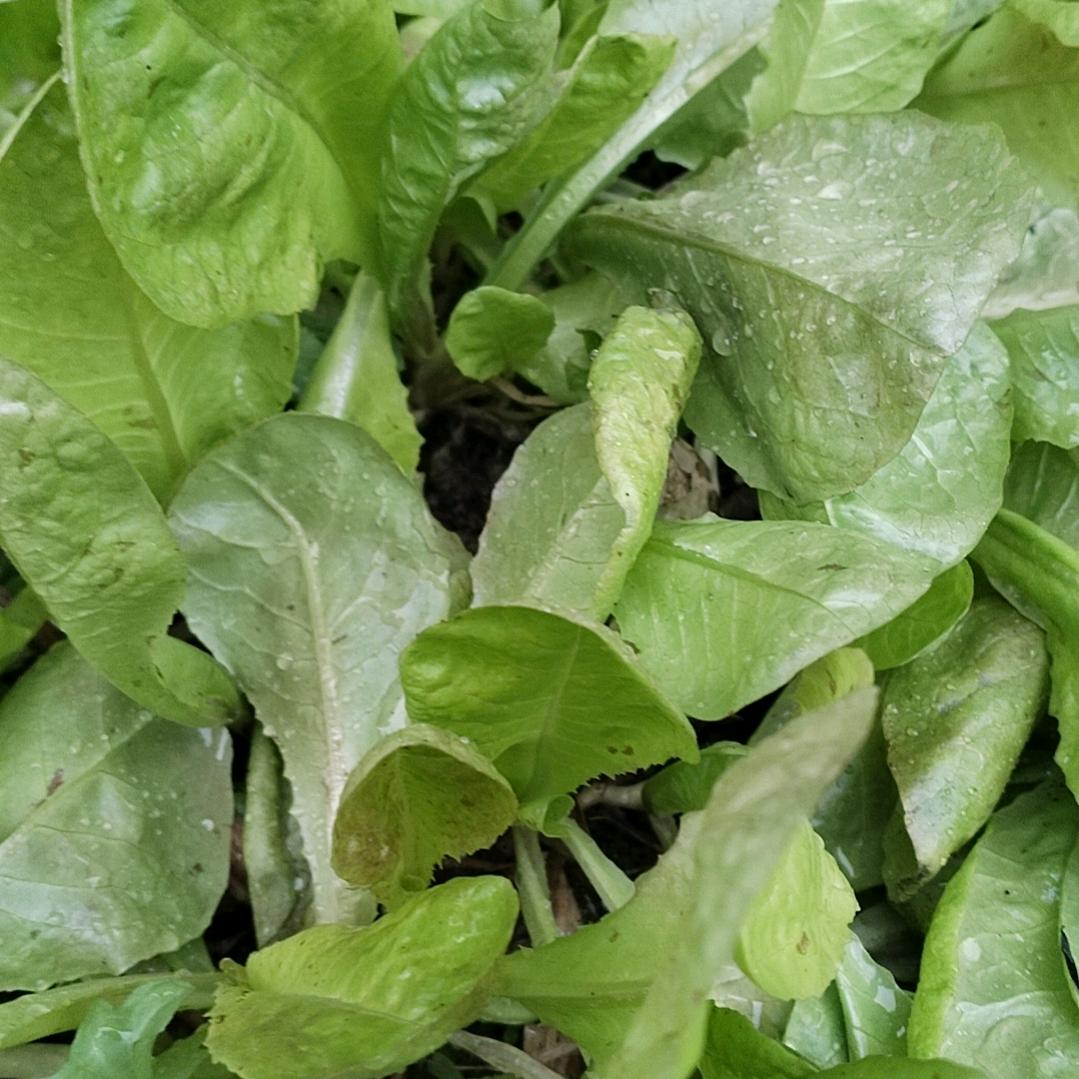 清枫爱农业🇨🇳