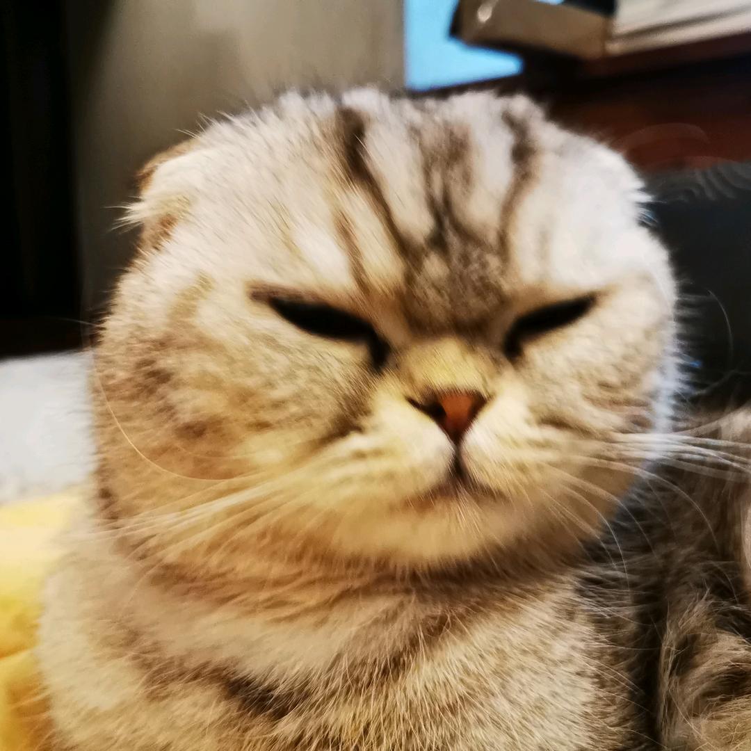 笨妮