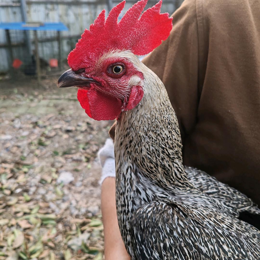 金火盖斗鸡家园