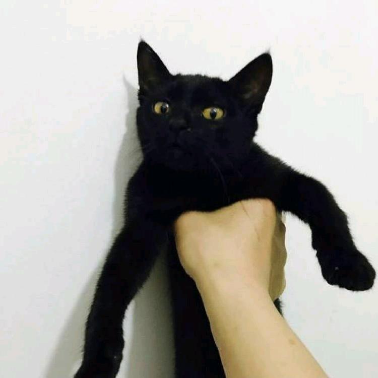 三告