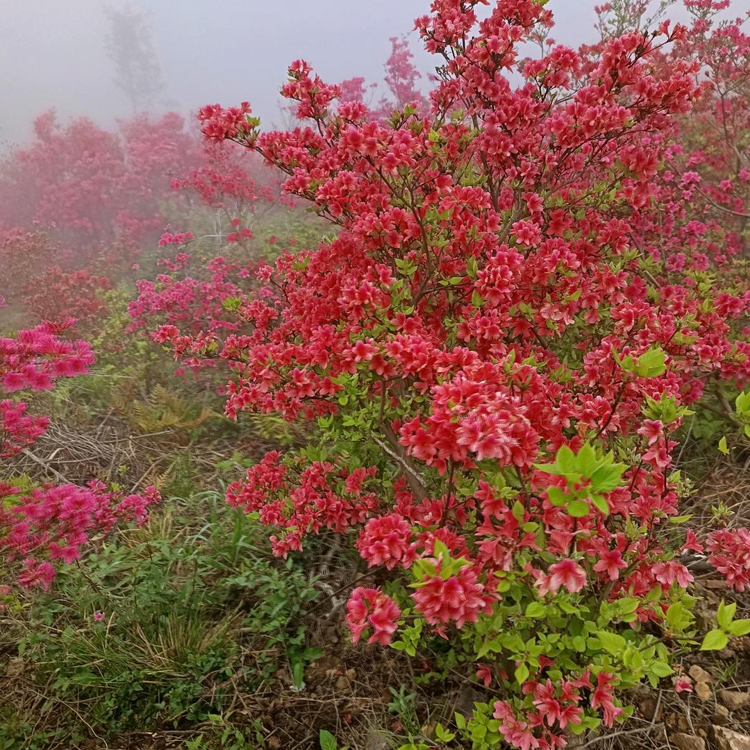 大山妹