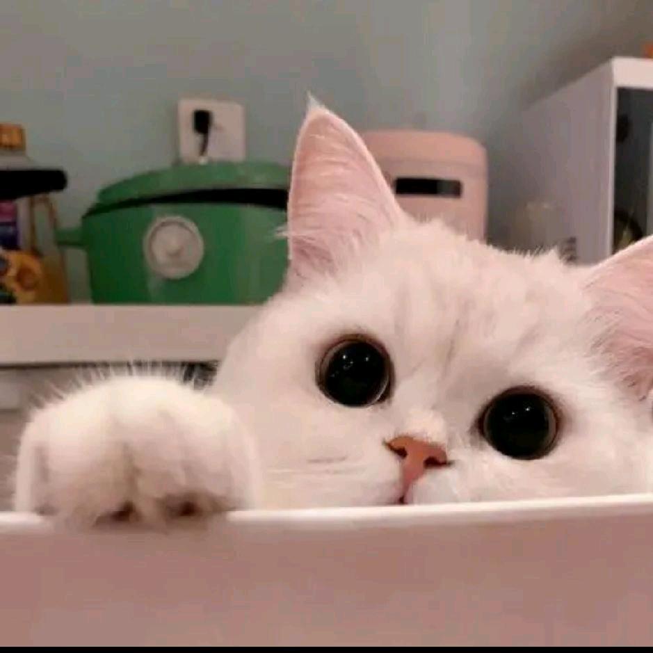 卖门全屋整装小姐姐