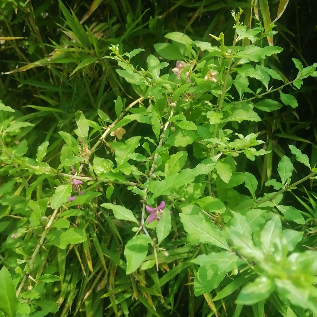 开心一天是一天