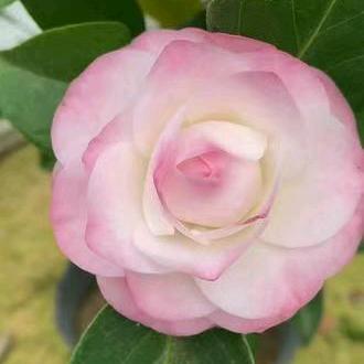 古桩茶花