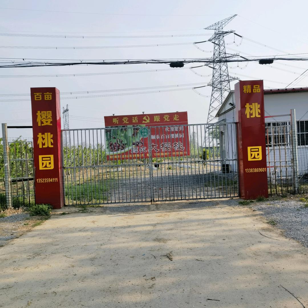 顺农百亩樱桃园