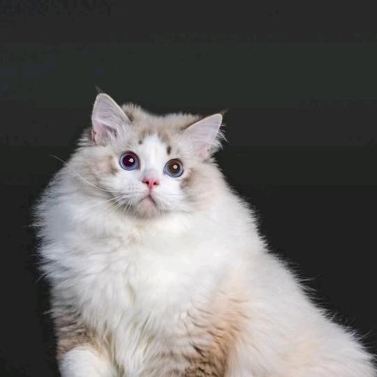 小花猫6
