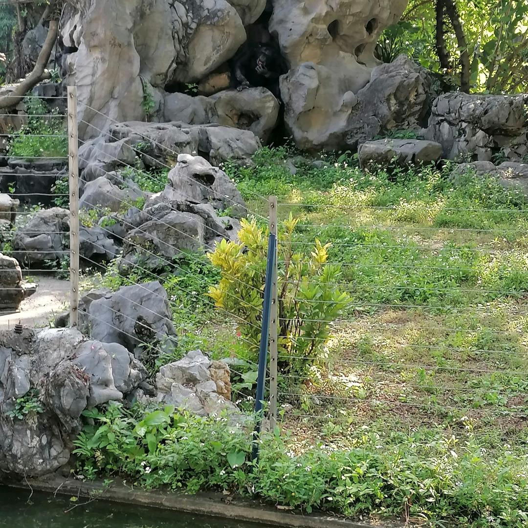 小白
