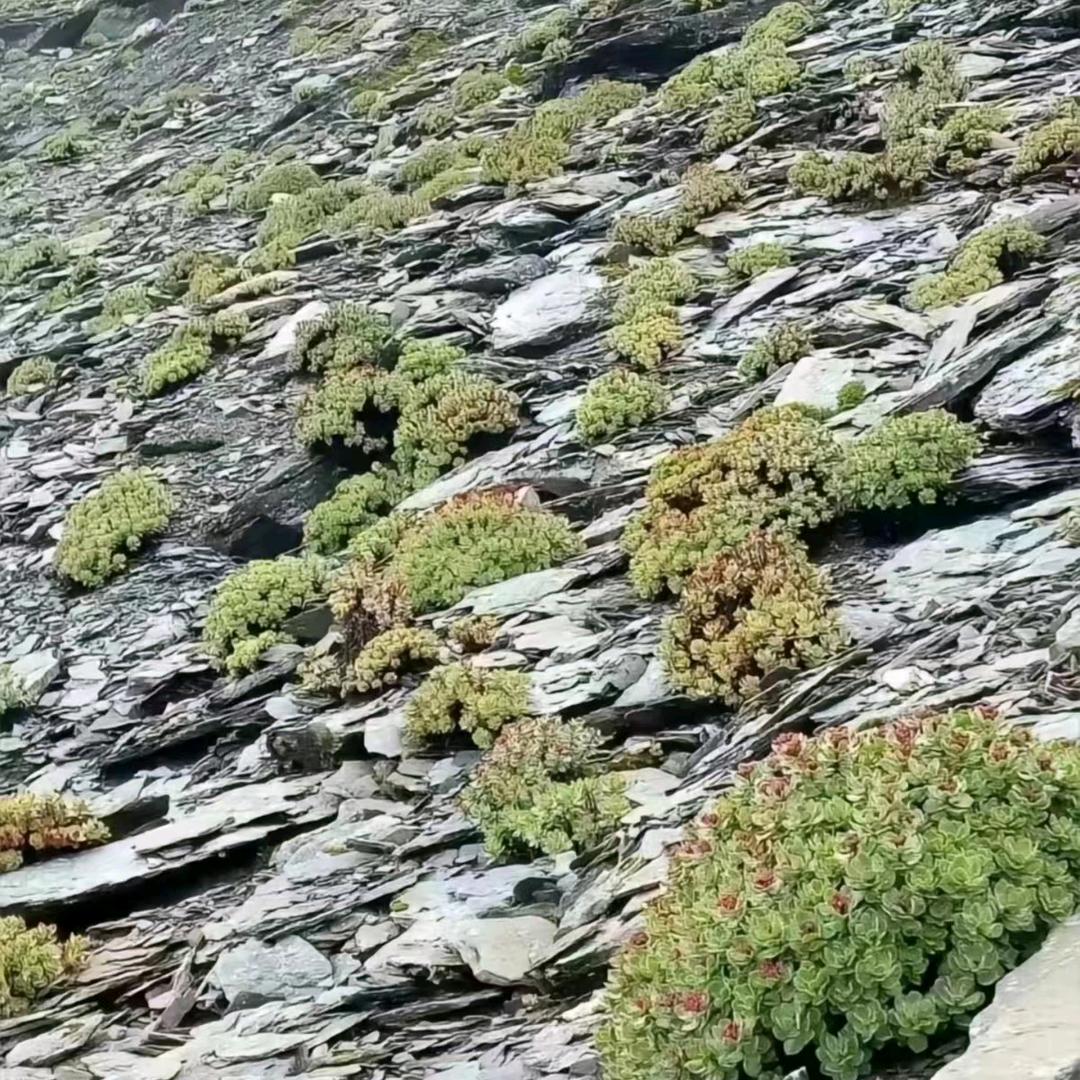 ཞིང་པ་།