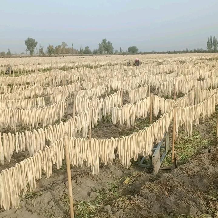 高梁萝卜订单种植