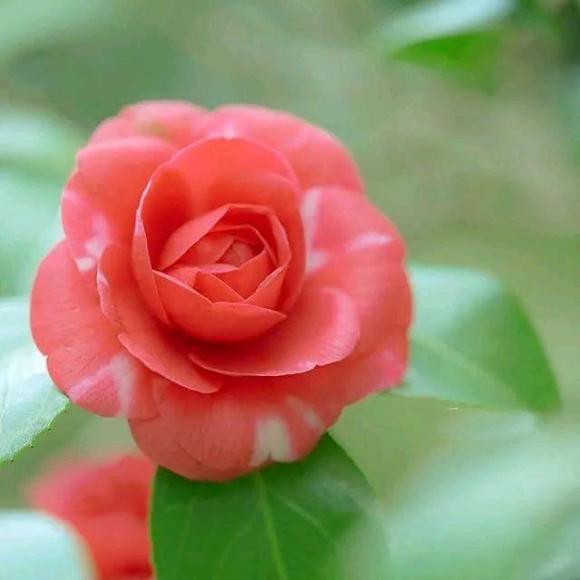 🍒平凡随意而安🍒