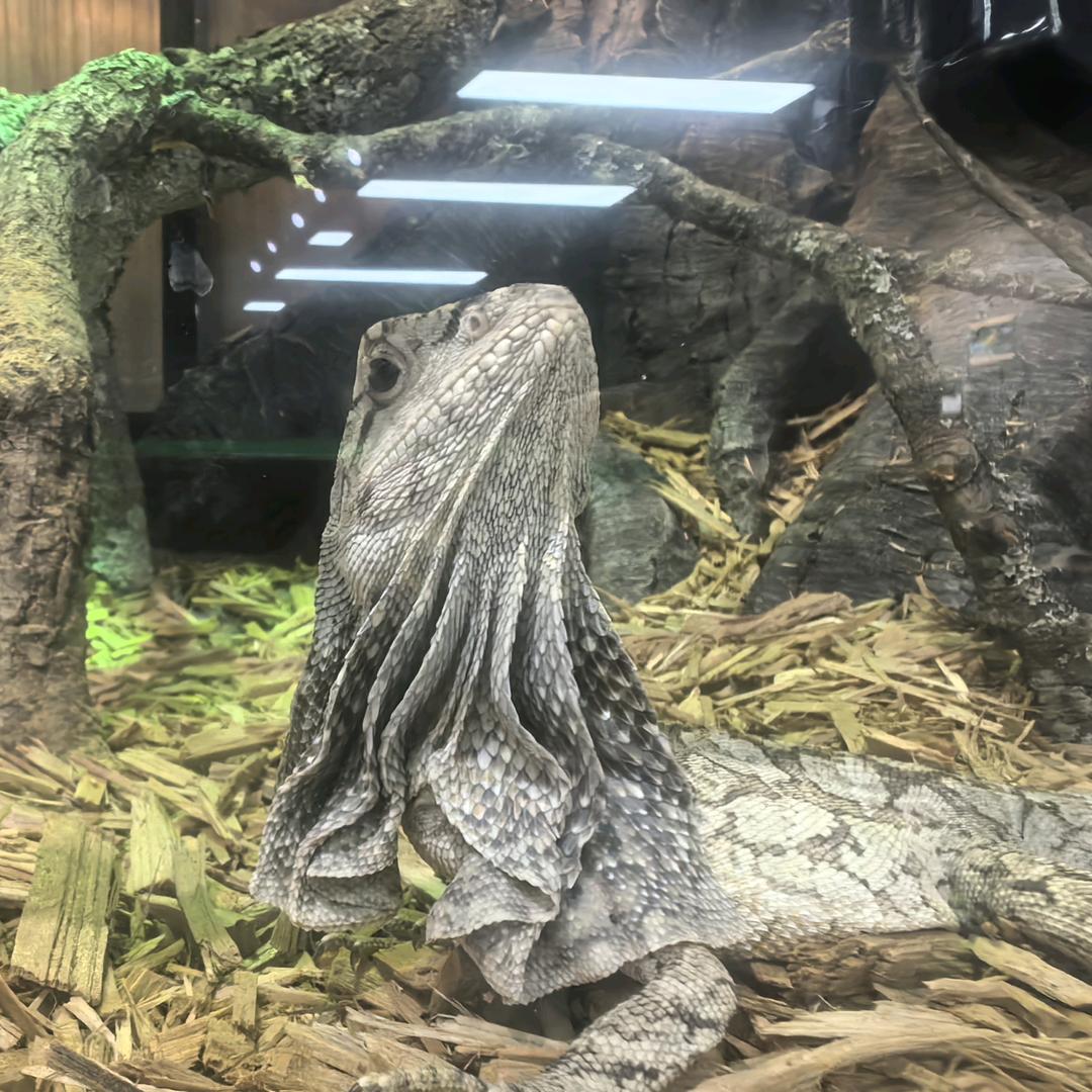 (橙子)兽药日记