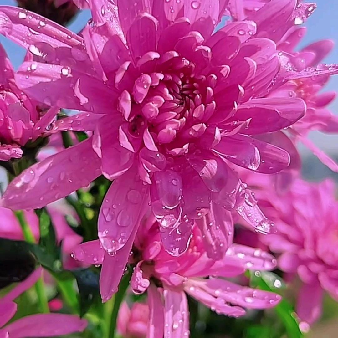 福到了福福