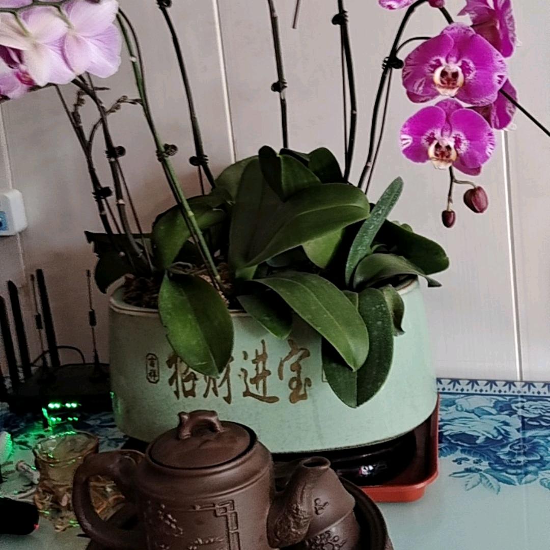 天赋的云F