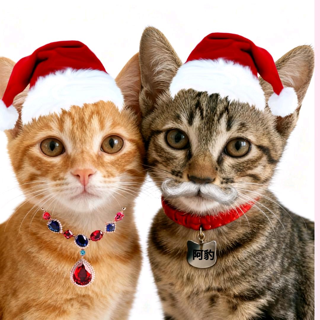 家有两宝（🐈🐈‍⬛）