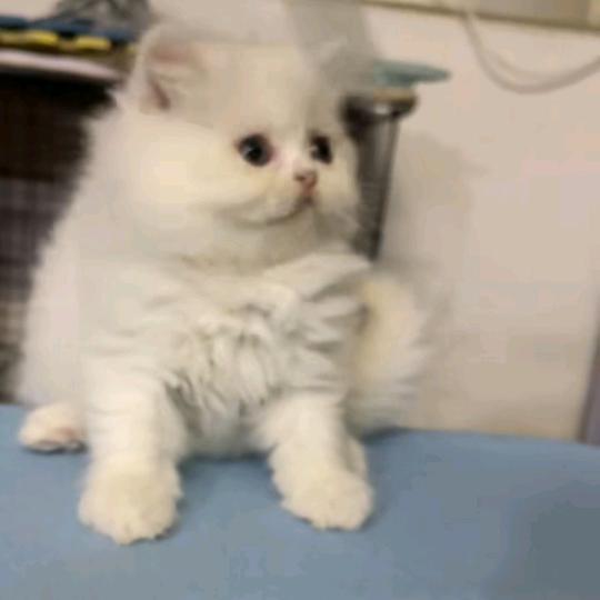 小 财迷