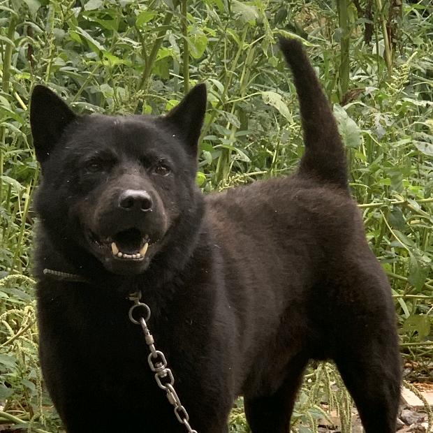 拾光田园犬