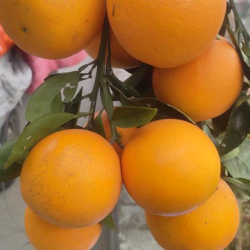 果然是你水果店