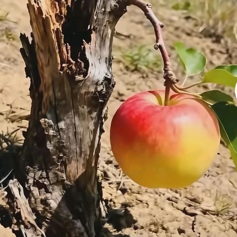 未来的远方
