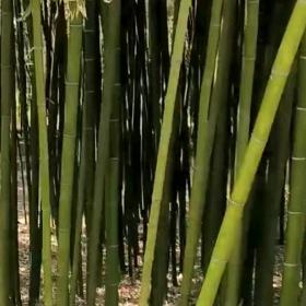 滨营大侠爱音乐