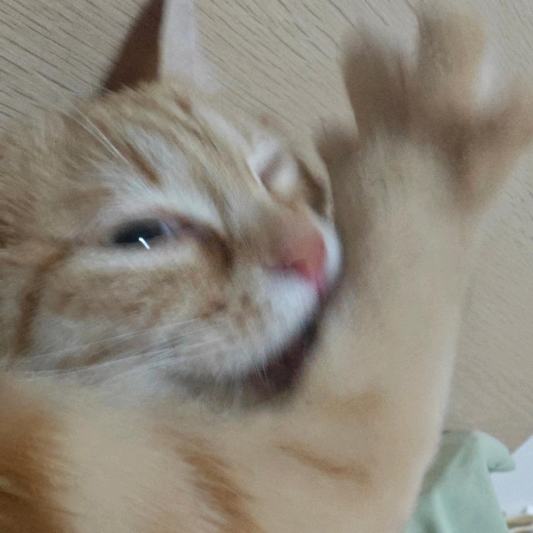 大牙花