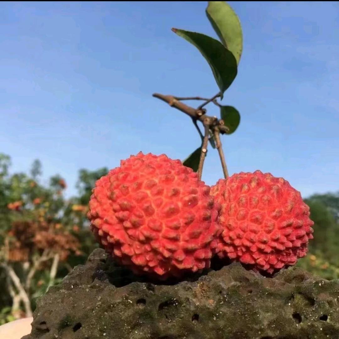 光头荔枝（主页有+）